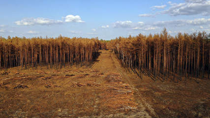 Waldbrand