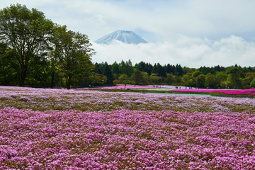 Fototapeta premium mt fuji in winter