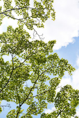 green leaves of a tree