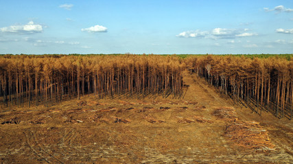Waldbrand