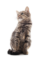 Little gray kitten .