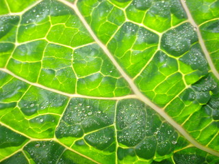 Leaf with veins and cells of Savoy cabbage.