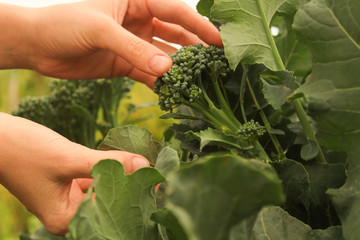 young woman's hands cutting broccoli in the garden