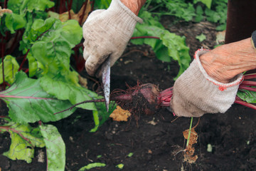elderly woman harving beets in the garden