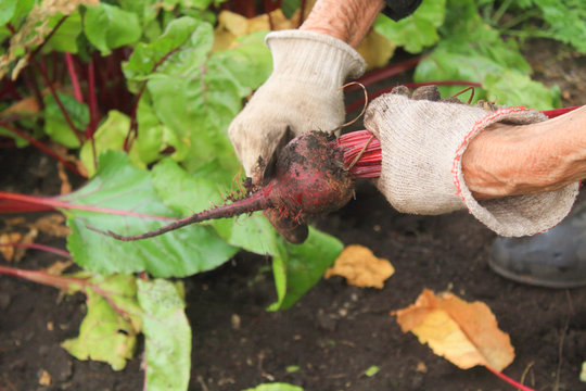 elderly woman harving beets in the garden
