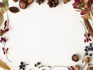 Various Seeds of wild trees frame isolated on white background and open space for text. Botany background. Top view