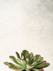 Botanical background. Light green succulent on white background. White background Cactus or succulent plant. Copy space