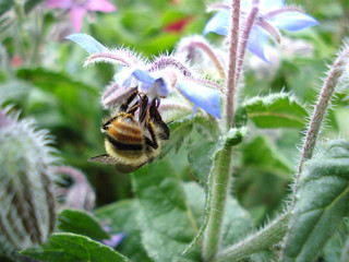 Bumblebee on blue borage flower. Macro shot. 