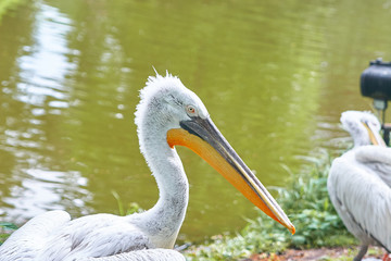 pelican