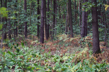  Dense forest in autumn, during the day.