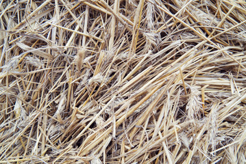  Background or texture with straw.