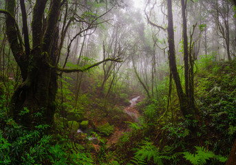 Obraz premium Ang Ka Natur Trail, Doi Inthanon National Park, Thailand