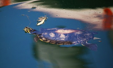 Schildkröte im Hafen