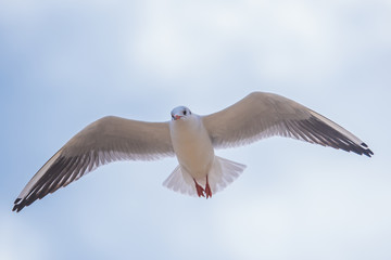 Seagull in flight