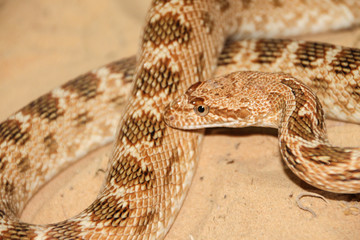 royal snake in the desert