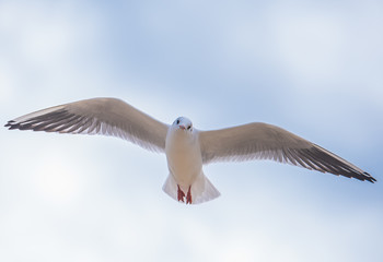Seagull in flight
