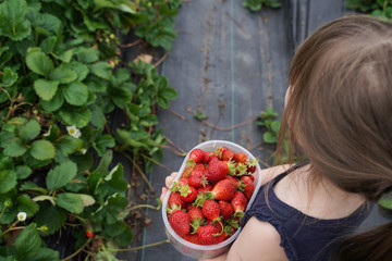 petite fille dans champs de fraises