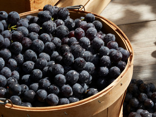 A harvest garden shot of blue concord style grapes outside in baskets in the sunshine with wines