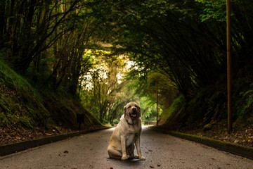 Un perro en un túnel de la naturaleza