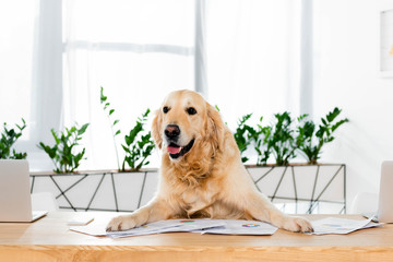 cute golden retriever sitting at table with documents in office
