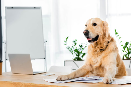 cute golden retriever sitting at table with documents in office