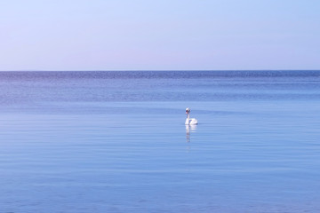 Fototapeta na wymiar Beautiful white swan swimming on water surface. Elegant wild bird floating alone outdoors in sea. Animal protection care ecology environment. Sea, ocean at Sunny day.