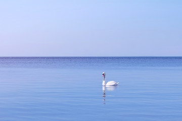 Elegant wild white Swan floating on blue sea water surface at Sunny day. Beautiful swan swimming....