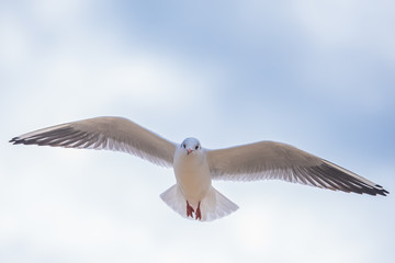 Seagull in flight