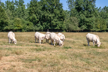 Obraz na płótnie Canvas Vaches charolaises en pâture