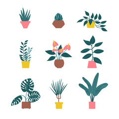 Houseplant in pots. Green natural decor for home, office and interior. Succulent vector illustration. 