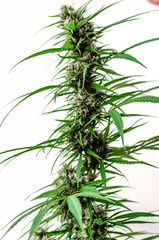 marijuana cannabis plant leaves and top view, background cap site or wallpaper panoramic