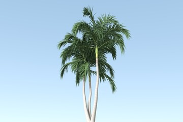 Fototapeta premium BIG TREE