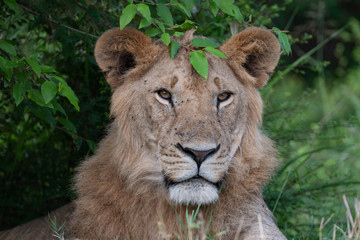 portrait of a lion with a green leaf looking like a crown