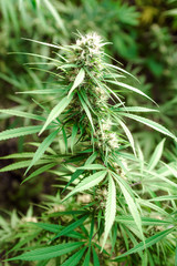 marijuana cannabis plant leaves and top view, background cap site or wallpaper panoramic