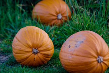 Citrouilles oranges d'Halloween posée sur de la paille