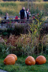 Citrouilles oranges d'Halloween posées sur l'herbe dans un champ avec une famille en fond