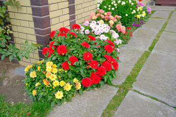 Naklejka premium A flowerbed with flowering multicolored dahlias in front of a country house on a sunny day.