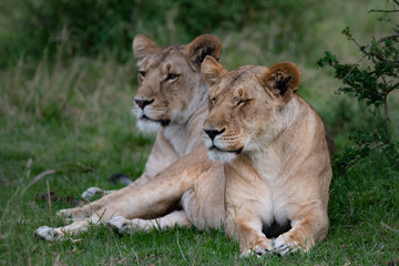 Fototapeta na wymiar two lions sitting and watching in the Masai Mara