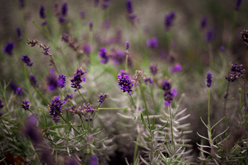 Fototapeta premium Lavendel