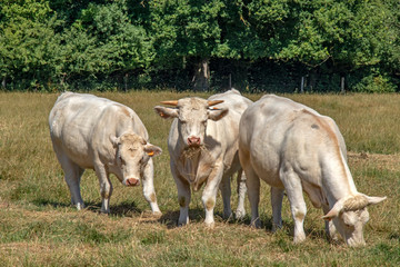 Obraz premium Vaches charolaises en pâture