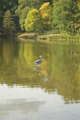 fischreiher