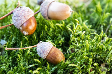 Autumn acorns on green moss. Background with autumn acorns.