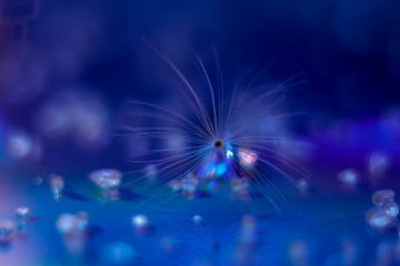 Closeup of a dandelion fluff on a blue background