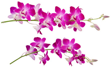 Obraz na płótnie Canvas Blurred for Background.Pink orchid flower on white background. Photo with clipping path.