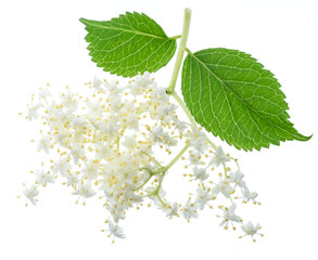 Elderberry inflorescence on white background.