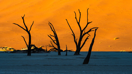 Silhouette Dead Camelthorn Trees against orange shade of color desert sand dunes at sunrise on white clay pan at Deadvlei, Sossusvlei , Namib desert , NAMIBIA