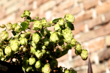 green autumn plant on metal fence
