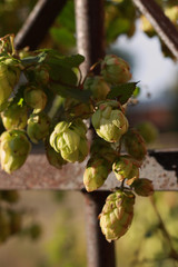 green autumn plant on metal fence
