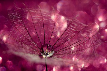 Closeup of a drop of water in a goat seed
