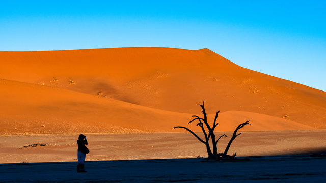 A Traveler take a photo at Dead Camelthorn trees against orange shade of color desert sand dunes at sunrise on white clay pan at Deadvlei, Sossusvlei , Namib desert , NAMIBIA